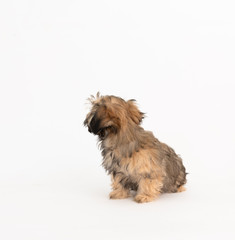 Adorable Fluffy Little Puppy Sitting on White Background