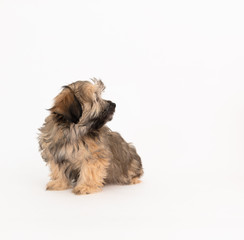 Adorable Fluffy Little Puppy Sitting on White Background