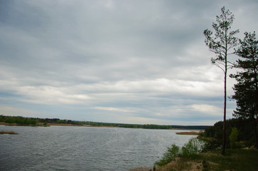 Pine forest by the lake. Lake in the sand pit. A cliff on the beach at the foot of the forest. Pines, eaten on the edge of the lake.