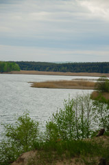 Pine forest by the lake. Lake in the sand pit. A cliff on the beach at the foot of the forest. Pines, eaten on the edge of the lake.