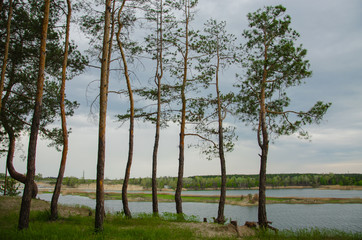 Pine forest by the lake. Lake in the sand pit. A cliff on the beach at the foot of the forest....