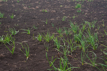 Young spring onion sprout on a bed. Organically grown onions with chives in the soil. Organic farming.