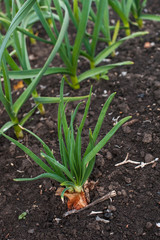 Young spring onion sprout on a bed. Organically grown onions with chives in the soil. Organic farming.