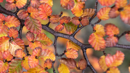 Fototapeta premium Branch and leaves in the woods
