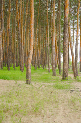Obraz premium Pine forest by the lake. Lake in the sand pit. Big, old, curve derego. Pines, eaten on the edge of the lake.