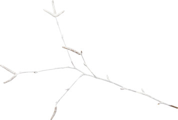 Young spring branch painted by white paint and isolated on white. Decorative birch twigs