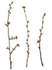 Young spring branch isolated on white