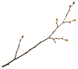 Young spring branch isolated on white
