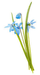 isolated blue flower Scilla on white background. 
