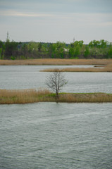 Pine forest by the lake. Lake in the sand pit. Artificial lake, reservoir. Artificial island. Pines, eaten on the edge of the lake.