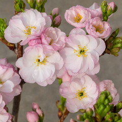 Zierkirschenblüte 7