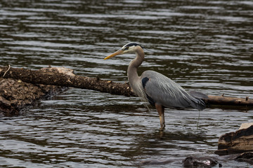 BLue Heron fishes in lake