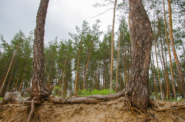 Pine forest by the lake. Lake in the sand pit. Footpath In the forest. Cliff, roots. Pines, eaten...