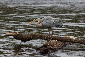 Blue Heron crouches 
