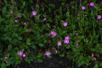 Fototapeta premium Rose evening primrose (Oenothera rosea)