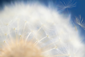 Macro photo of dandelion's ripe fruits. Spring background. Shallow depth of field.