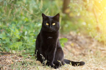 Black cat with yellow eyes and attentive look sits outdoor in nature in sunlight. Сat is looking...