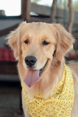 Golden retriever Dog