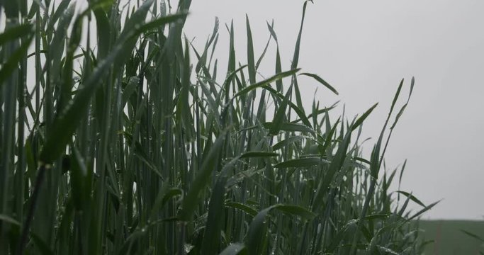 Green corn sprouts in rainy weather