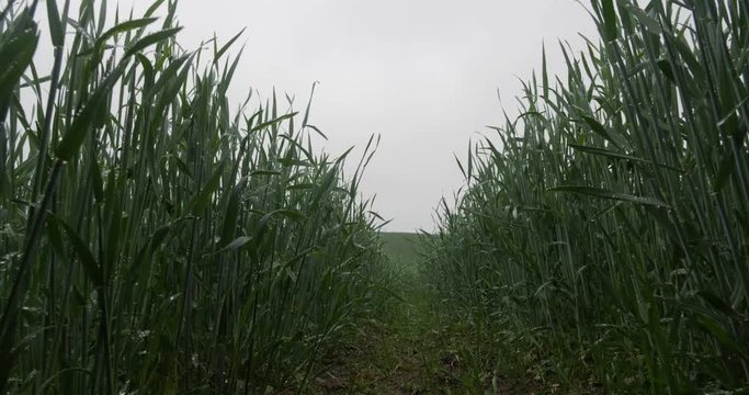 Green corn sprouts in rainy weather