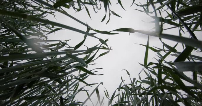 Green currant shoots in rainy weather. Drops fall down