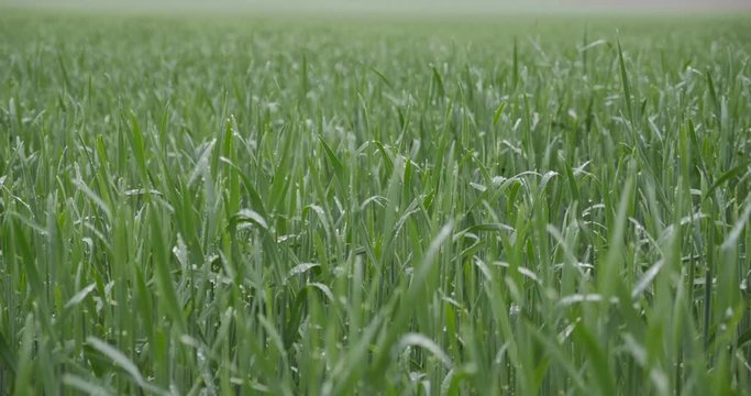Green corn sprouts in rainy weather