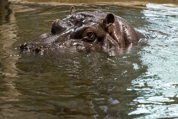 Fototapeta premium view of the head of a hippo floating in the water