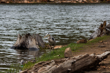 Great Blue Heron walks on shoreline