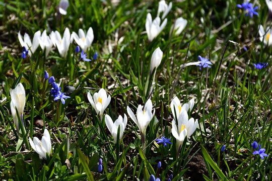 Bouquet of white crocus albiflorus in the wild