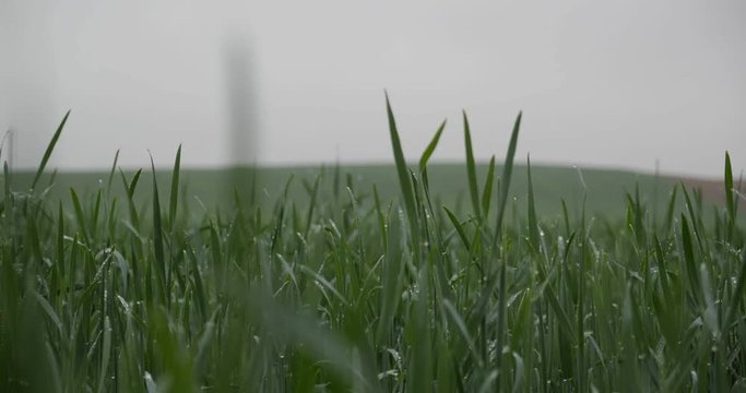 Green corn sprouts in rainy weather