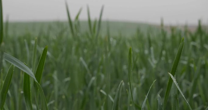 Green corn sprouts in rainy weather
