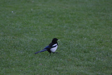 Dublin, Ireland, Eire, Travel, City