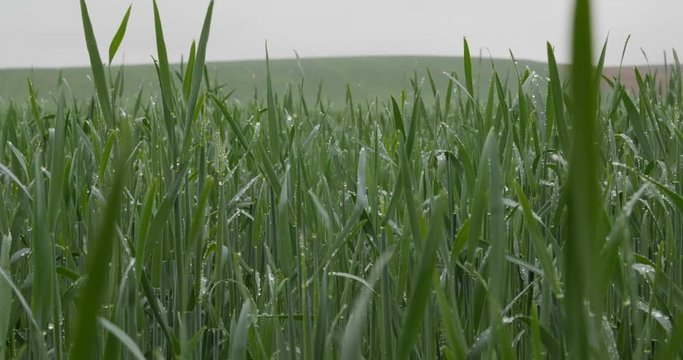 Green corn sprouts in rainy weather