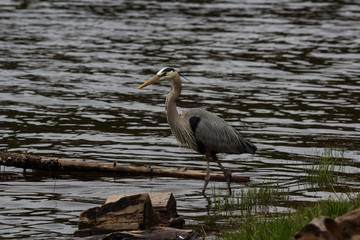 Great Blue Heron walks in water