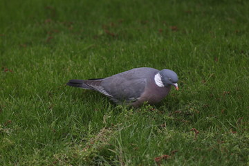 Dublin, Ireland, Eire, City, Travel