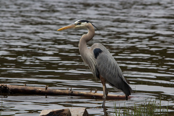 Great BLue Heron profile shot