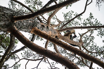 A young man climbed to the top of a tall pine and stared intently through binoculars, seeing something interesting, against a cloudy sky. Activities and tourism. View from the bottom up.