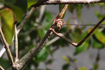 Stick insect photographed in Guarapari, Espirito Santo - Southeast of Brazil. Atlantic Forest Biome. Picture made in 2007.