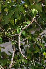 Stick insect photographed in Guarapari, Espirito Santo - Southeast of Brazil. Atlantic Forest Biome. Picture made in 2007.