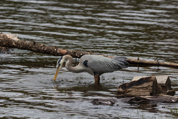Great Blue Heron fishes