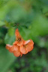 quince flowers