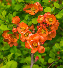 Japanese quince, chaenomeles japonica branches with beautiful flowers in spring close up