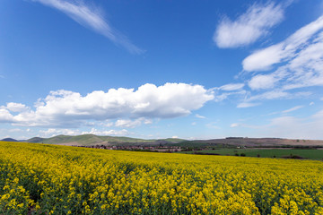 Obraz premium Canola field in the Zemplen