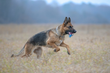 German shepherd runs on dry grass in autumn