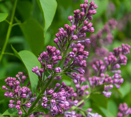 Branch of blossoming lilac at spring sunny day.