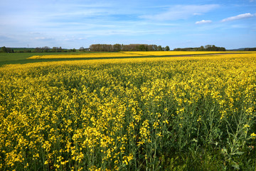 Obraz premium Afblühendes Rapsfeld