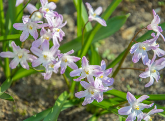 Pale pink quinox is one of the first spring flowers
