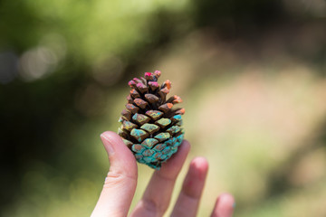 the rainbow painted pine cone in the hand for art education concept for school or kindergarten.