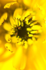 closeup of yellow flower