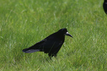 Dublin, Ireland, Eire, City, Travel